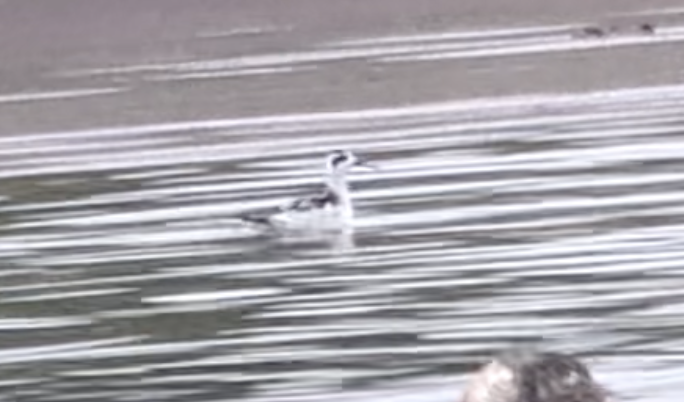 アカエリヒレアシシギ - ML642397202