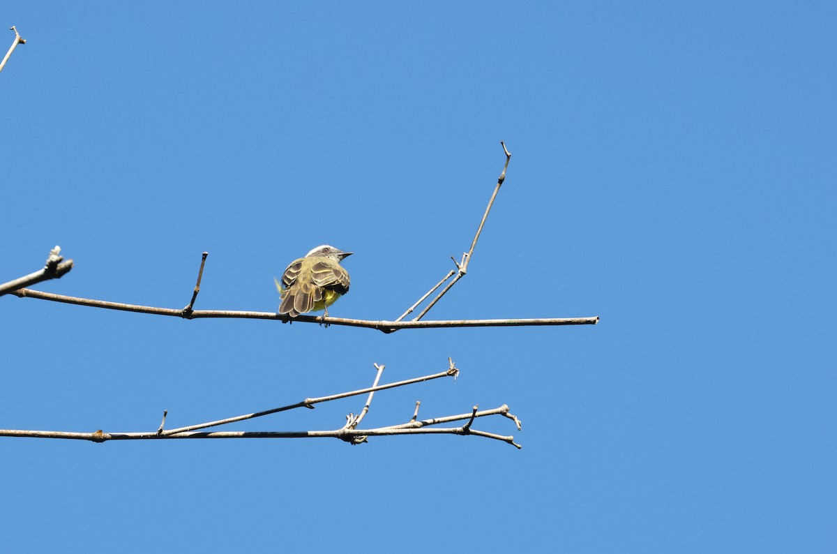 Social Flycatcher - ML642397206