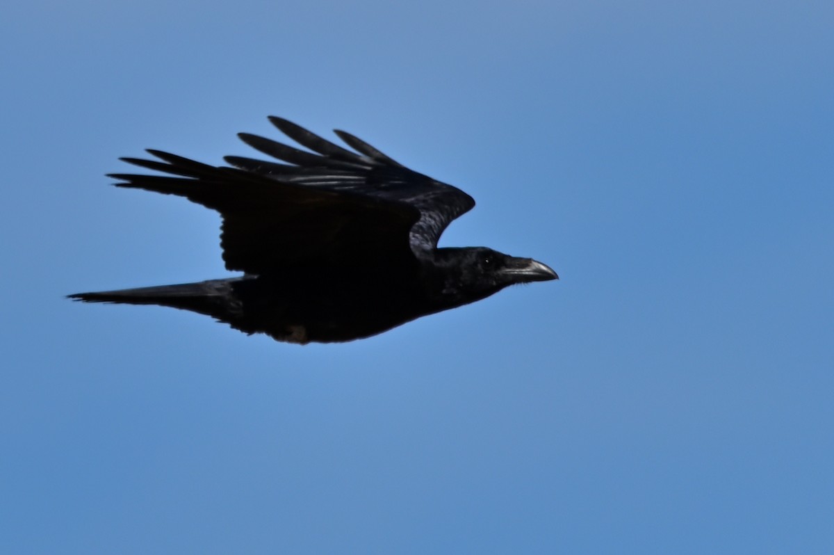 Common Raven - ML642397213