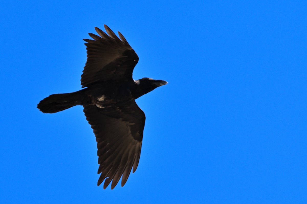 Common Raven - ML642397214
