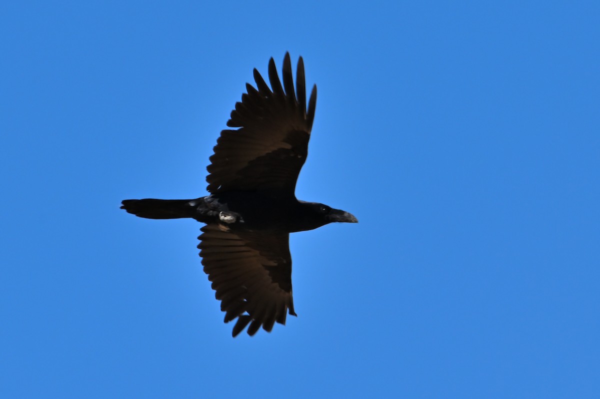 Common Raven - ML642397215