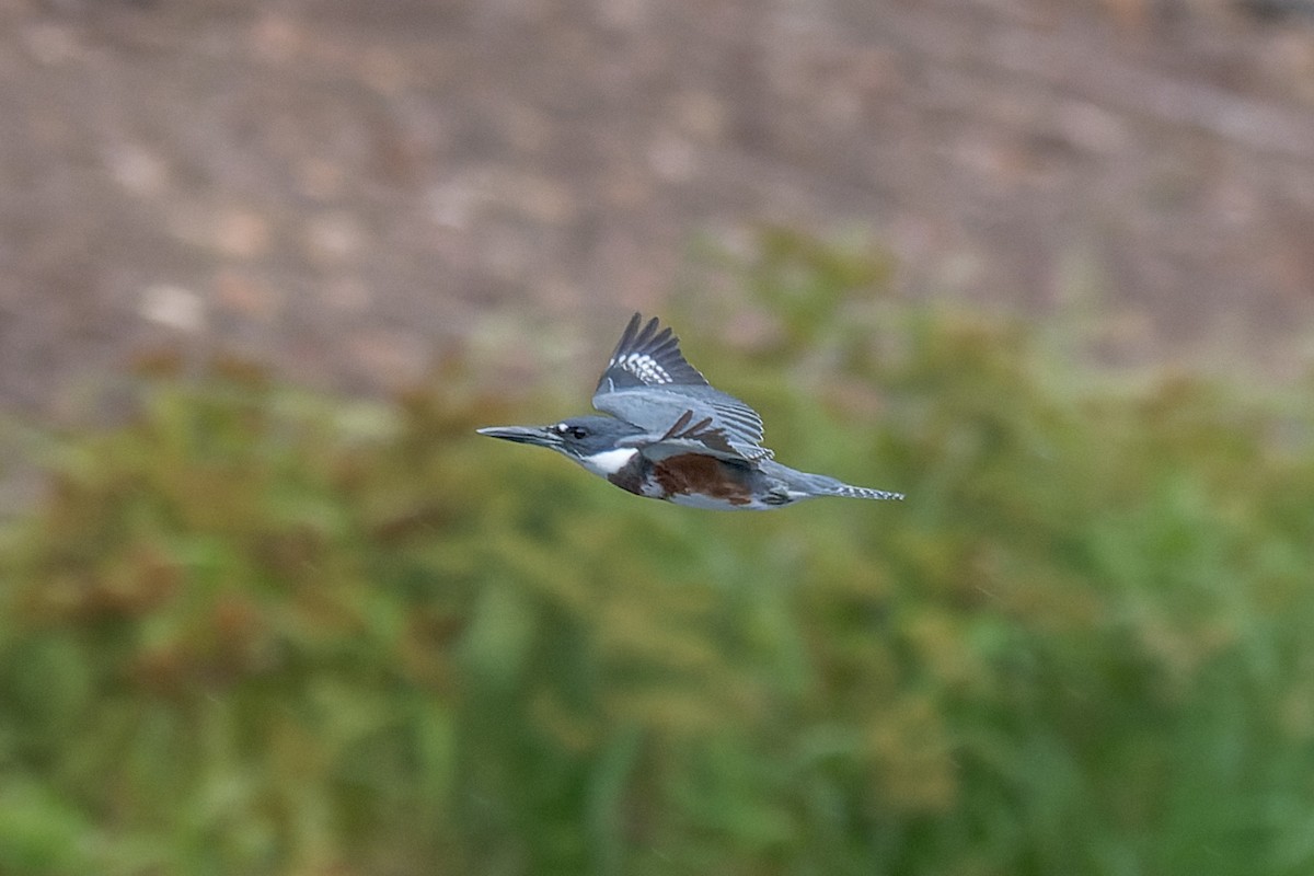 Martin-pêcheur d'Amérique - ML642397221