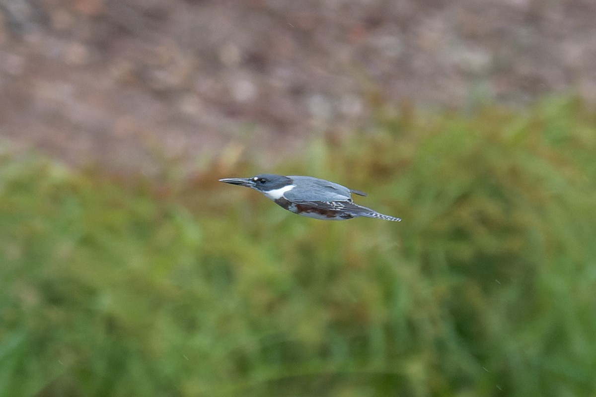 Martin-pêcheur d'Amérique - ML642397223