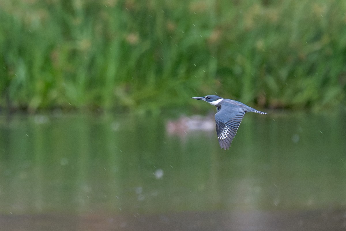 Martin-pêcheur d'Amérique - ML642397224