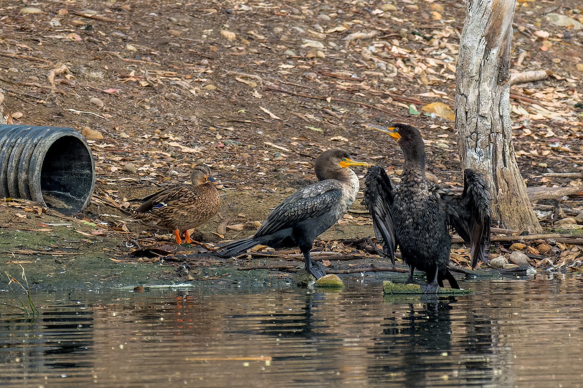 Cormoran à aigrettes - ML642397231