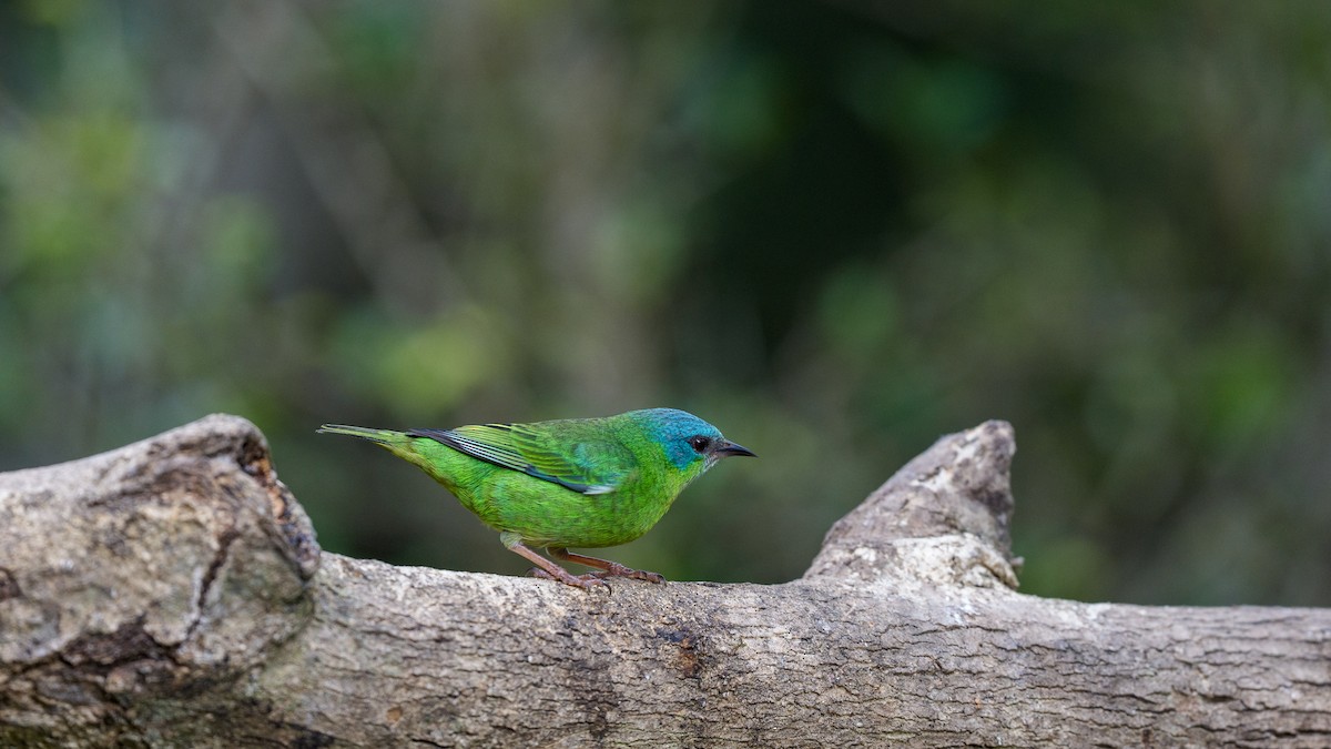 Blue Dacnis - ML642397233