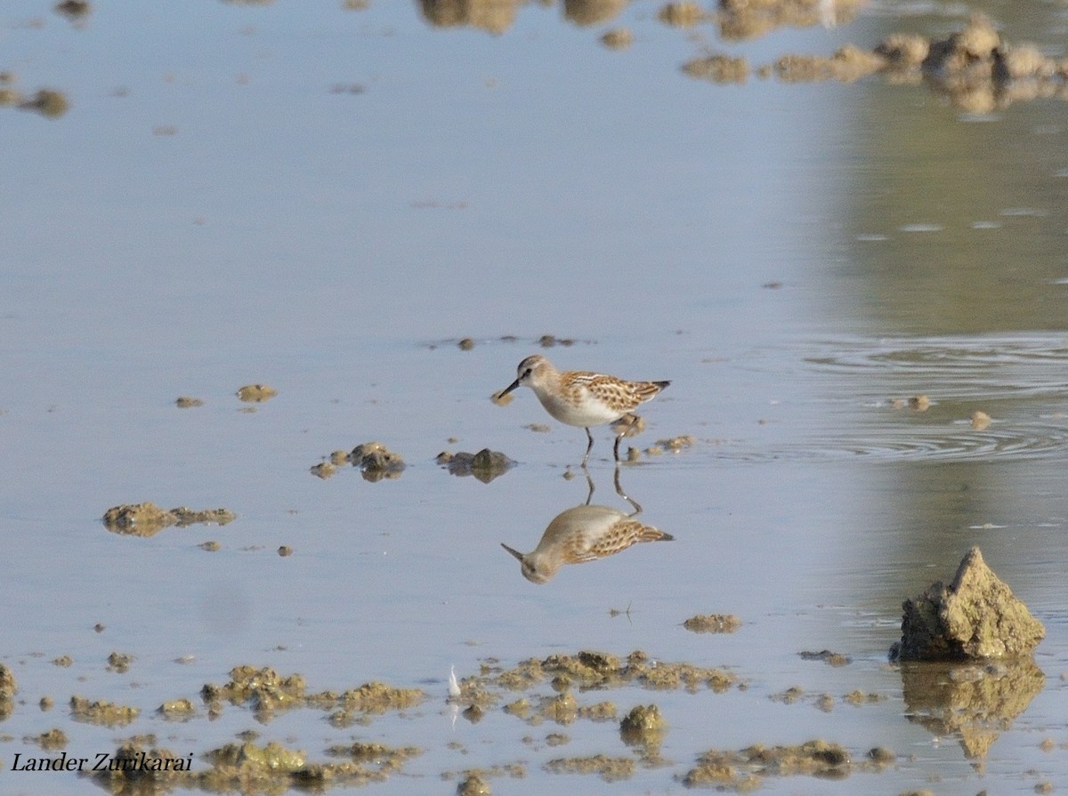 Little Stint - ML642397240