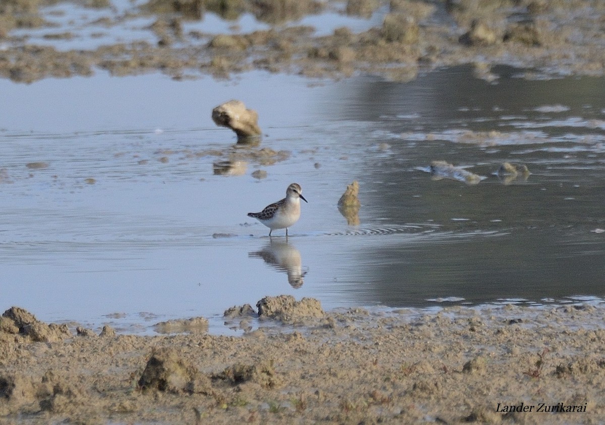 Little Stint - ML642397241