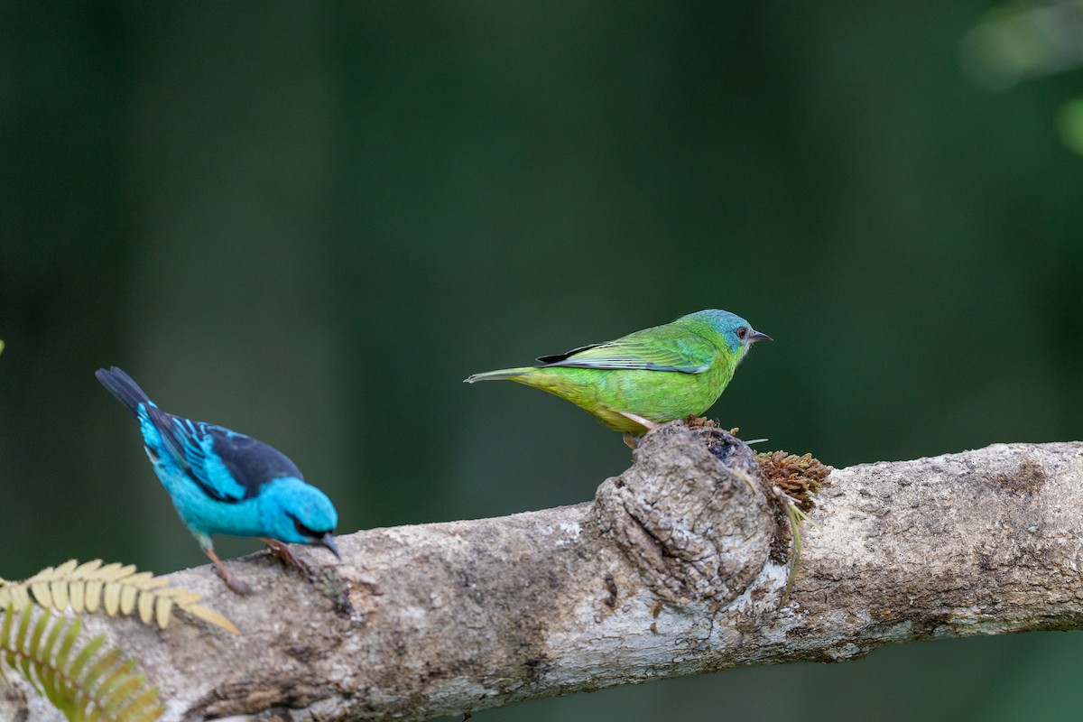 Dacnis bleu - ML642397245