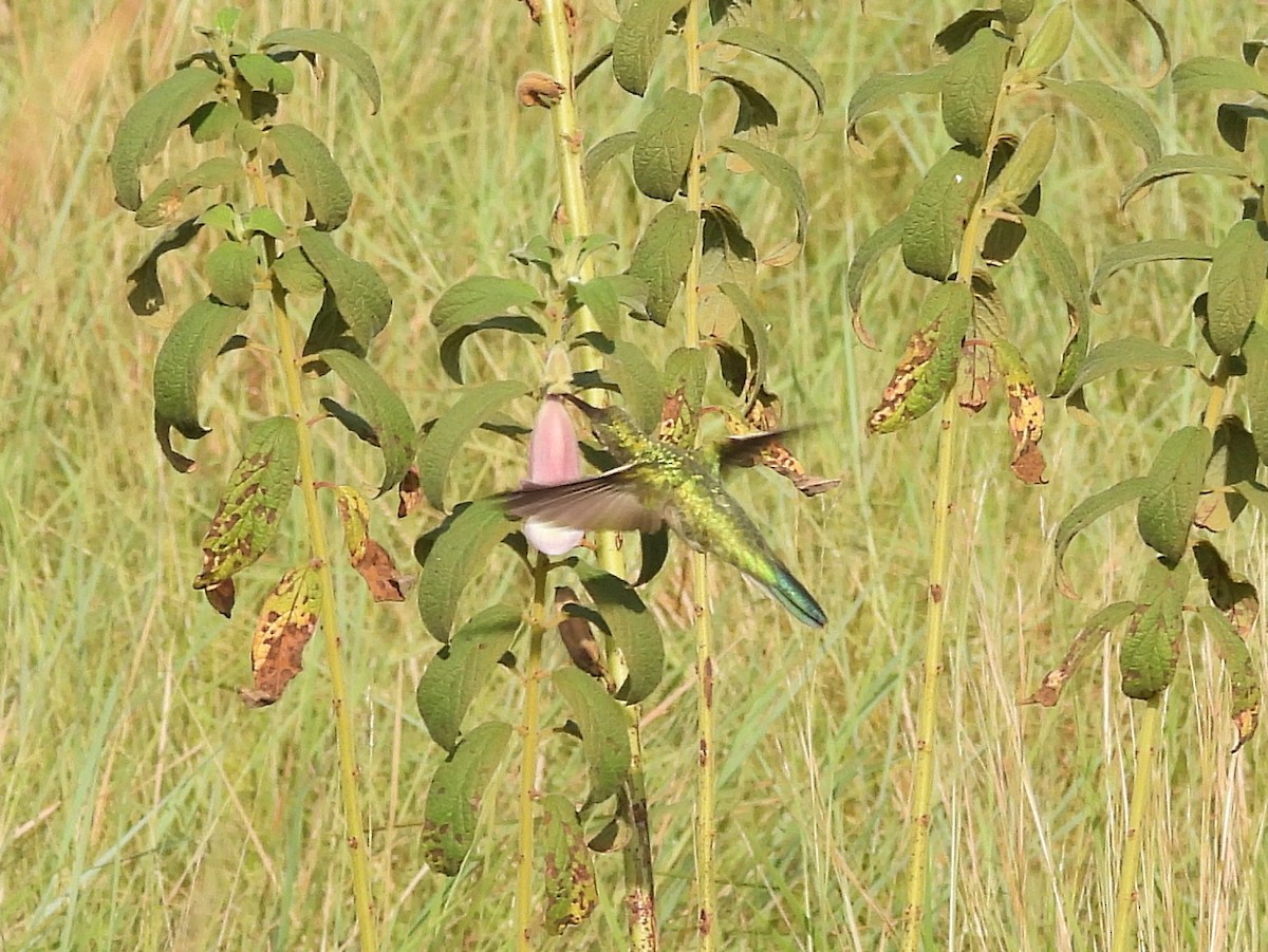 White-tailed Goldenthroat - ML642397246