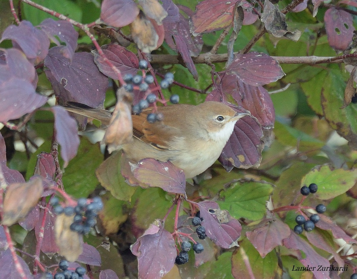 Greater Whitethroat - ML642397253