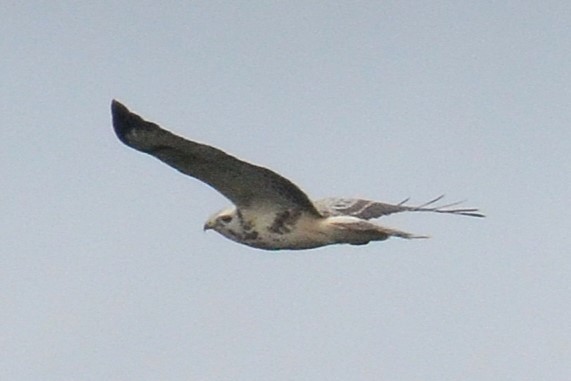 Buse variable (buteo) - ML642397285