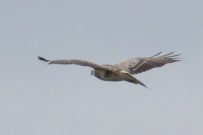 Buse variable (buteo) - ML642397286