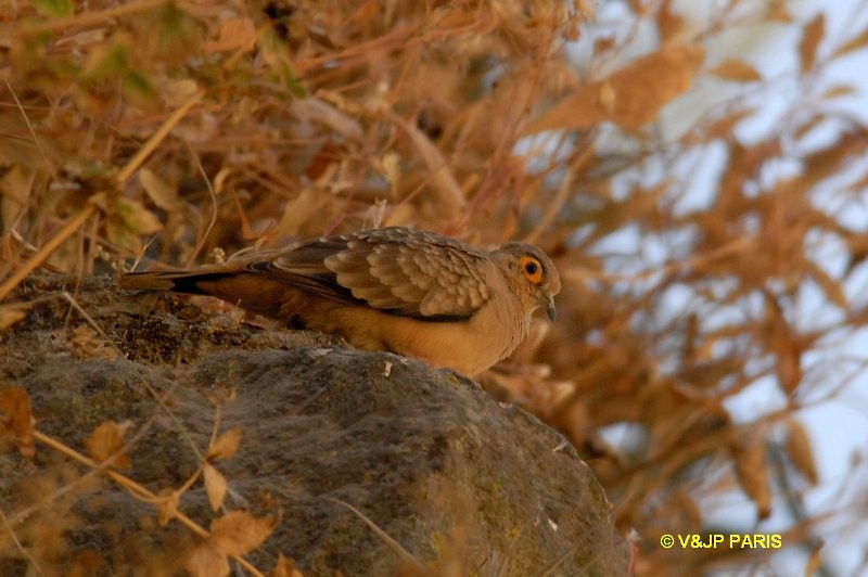 Bare-faced Ground Dove - ML642397358