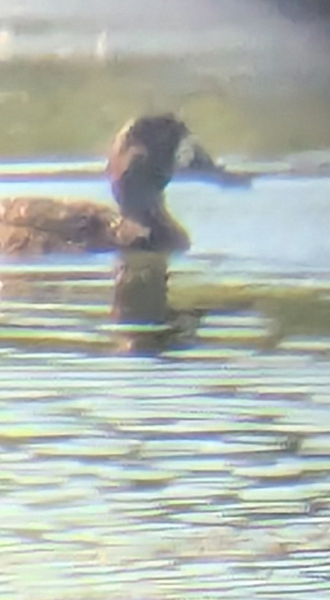 Greater Scaup - ML642397390
