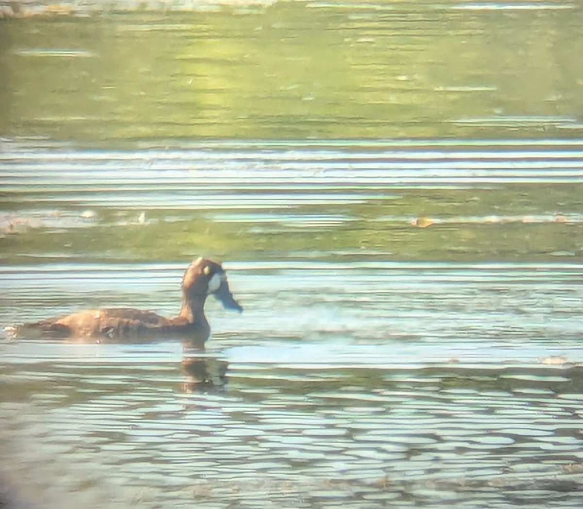 Greater Scaup - ML642397391