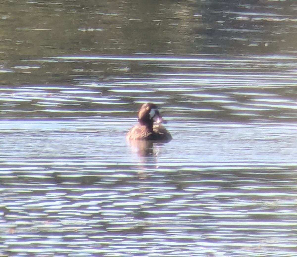 Greater Scaup - ML642397392