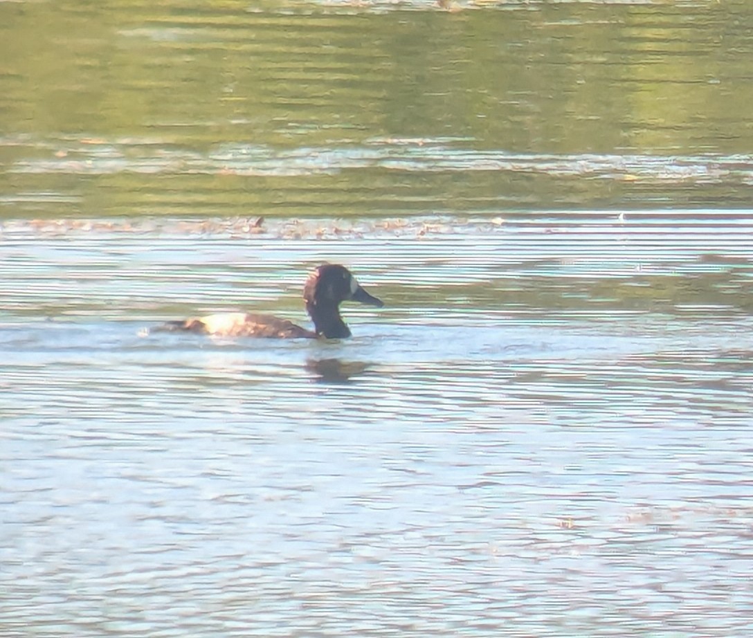 Greater Scaup - ML642397393
