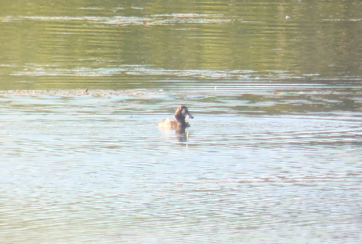 Greater Scaup - ML642397394
