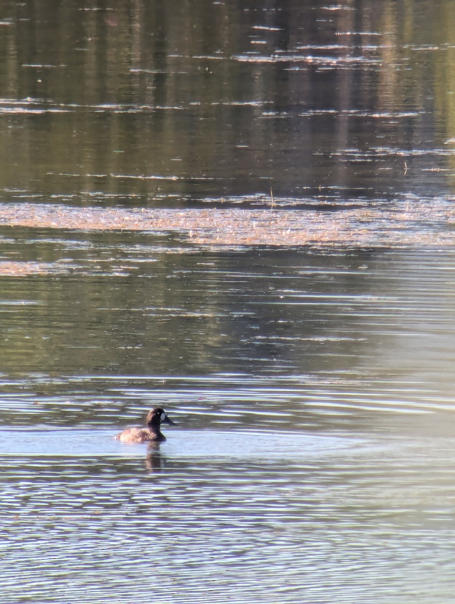 Greater Scaup - ML642397395