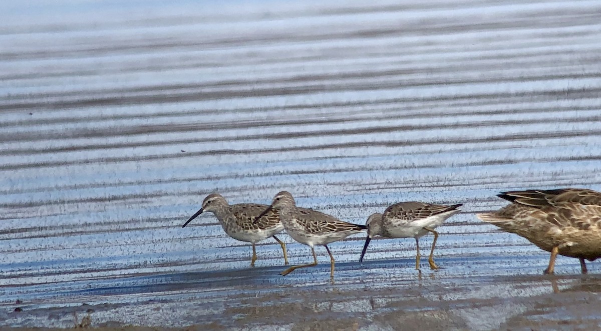 アシナガシギ - ML642397427