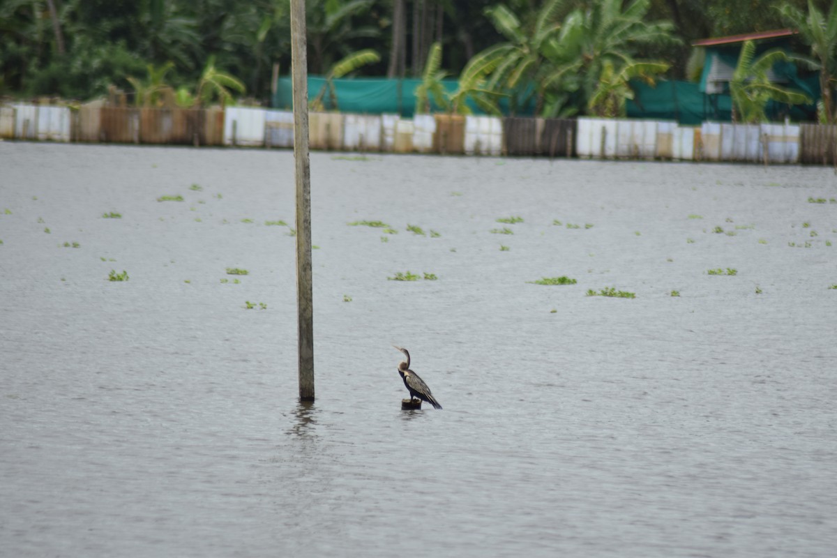 Oriental Darter - ML642397430