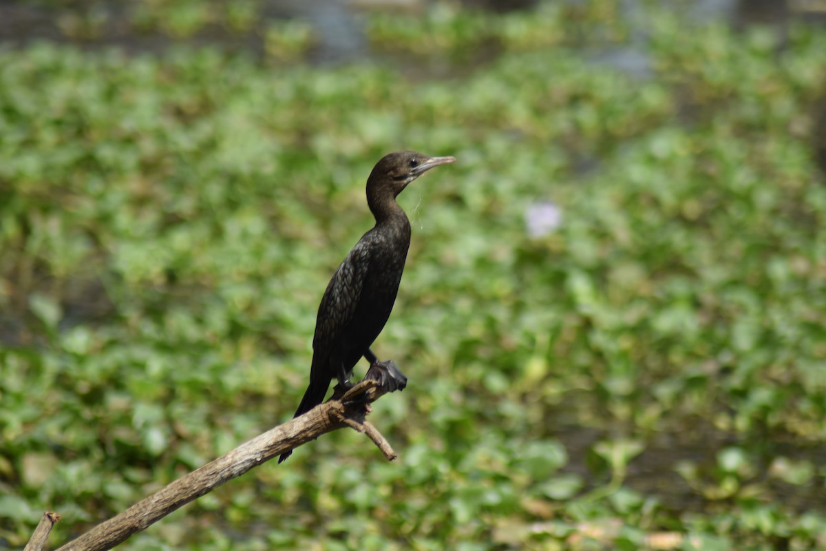 Little Cormorant - ML642397450