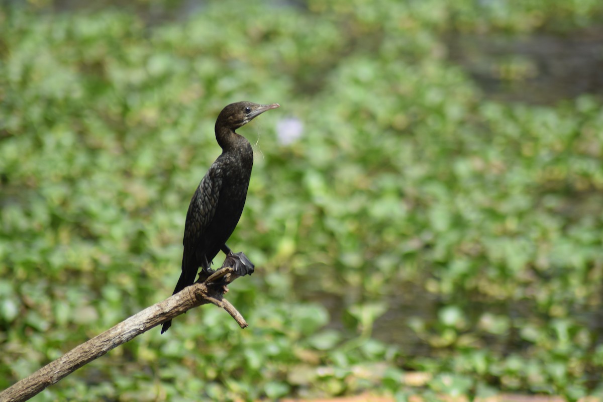 Little Cormorant - ML642397451
