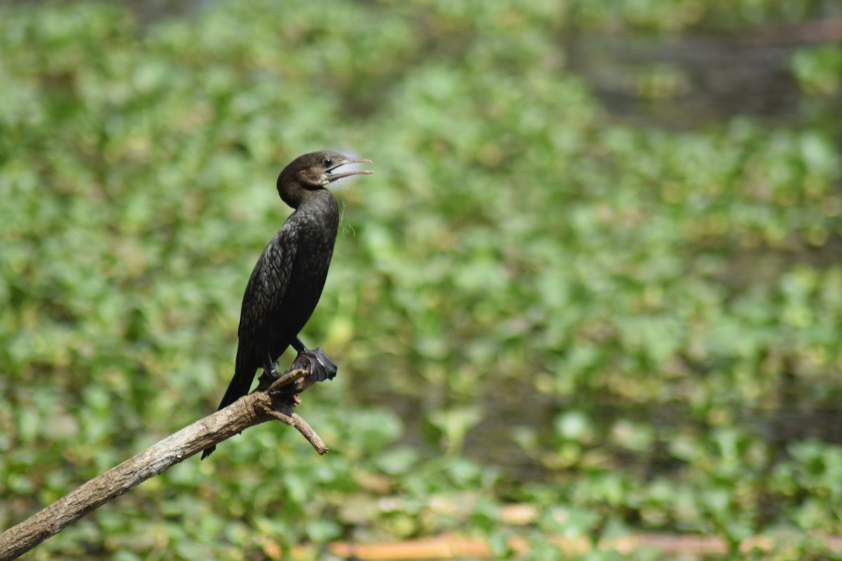 Little Cormorant - ML642397452