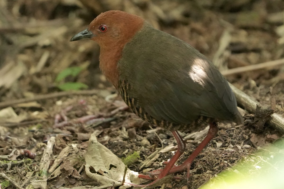 Black-banded Crake - ML642397481