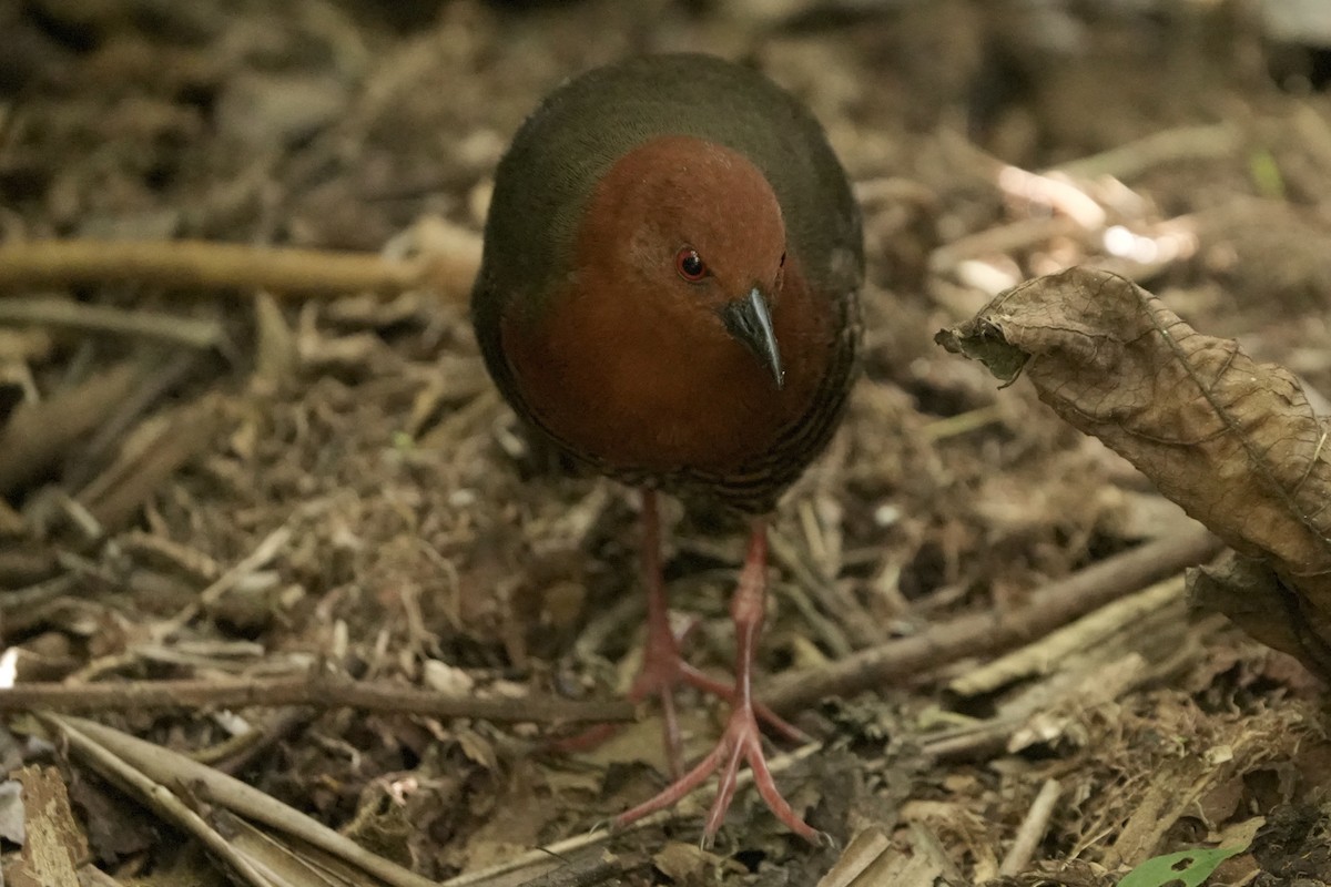 Black-banded Crake - ML642397482
