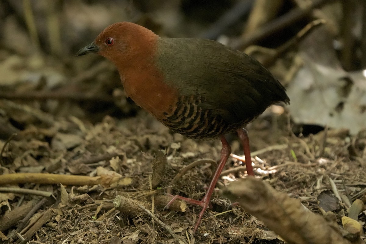 Black-banded Crake - ML642397483