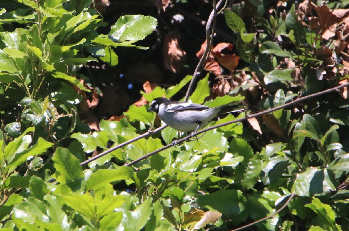 White-eared Monarch - ML642397521