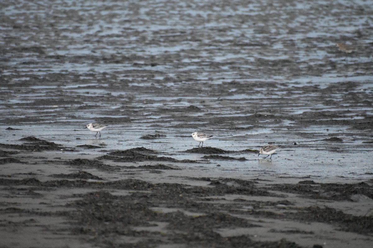 Bécasseau sanderling - ML642397557