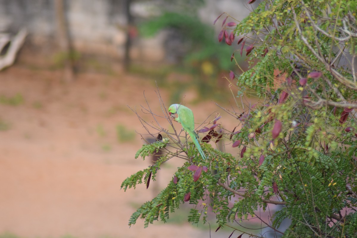 Rose-ringed Parakeet - ML642397575