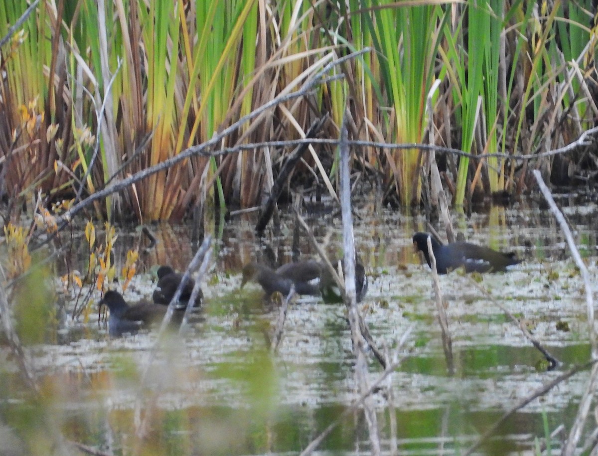 Common Gallinule - ML642397596