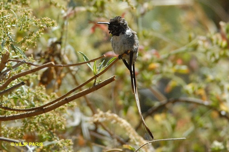 Peruvian Sheartail - ML642397616