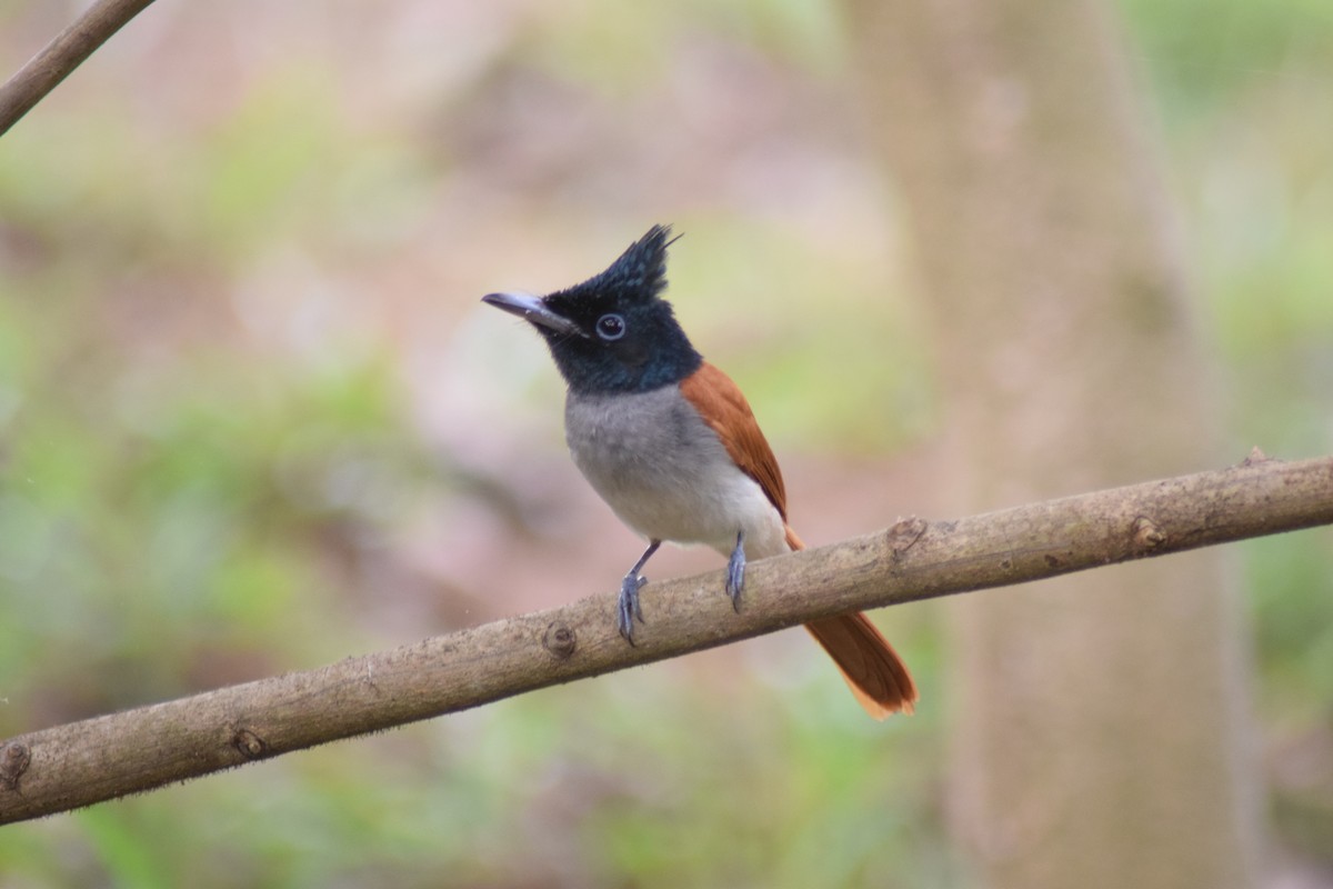 Indian Paradise-Flycatcher - ML642397622