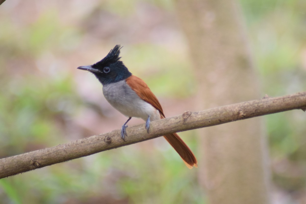Indian Paradise-Flycatcher - ML642397623
