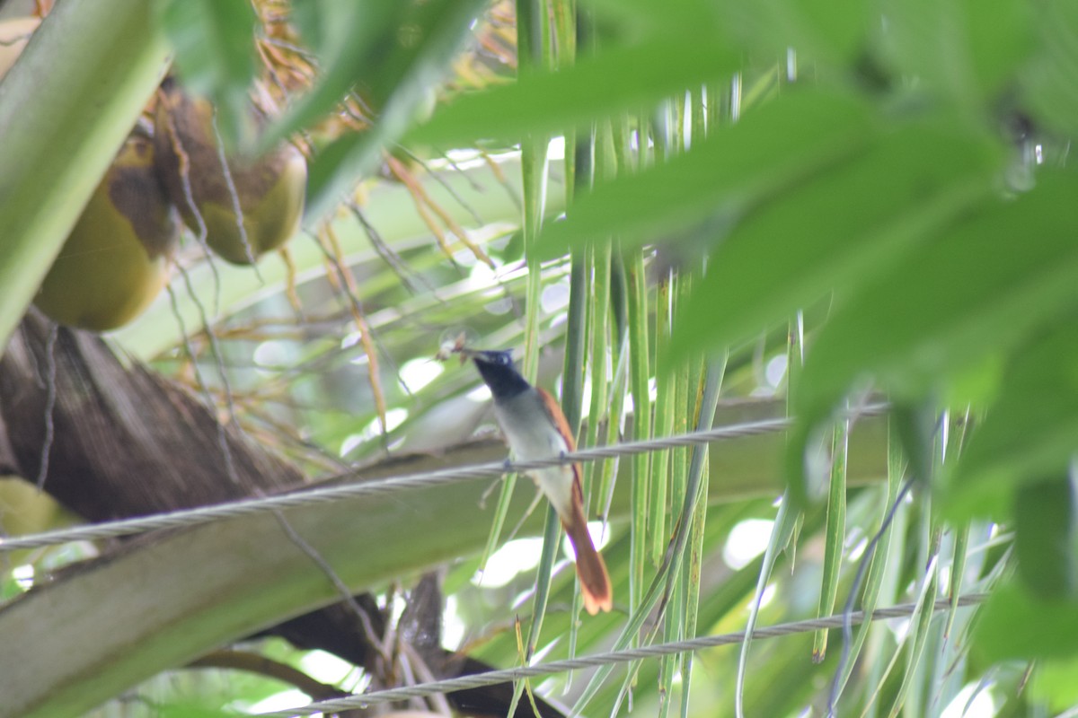 Indian Paradise-Flycatcher - ML642397626
