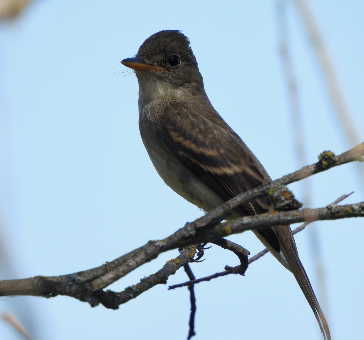 Willow Flycatcher - ML642397650