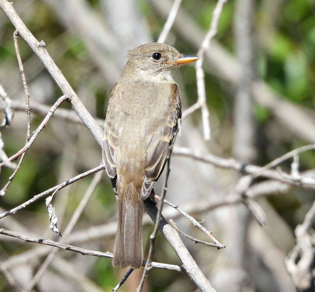 Willow Flycatcher - ML642397653