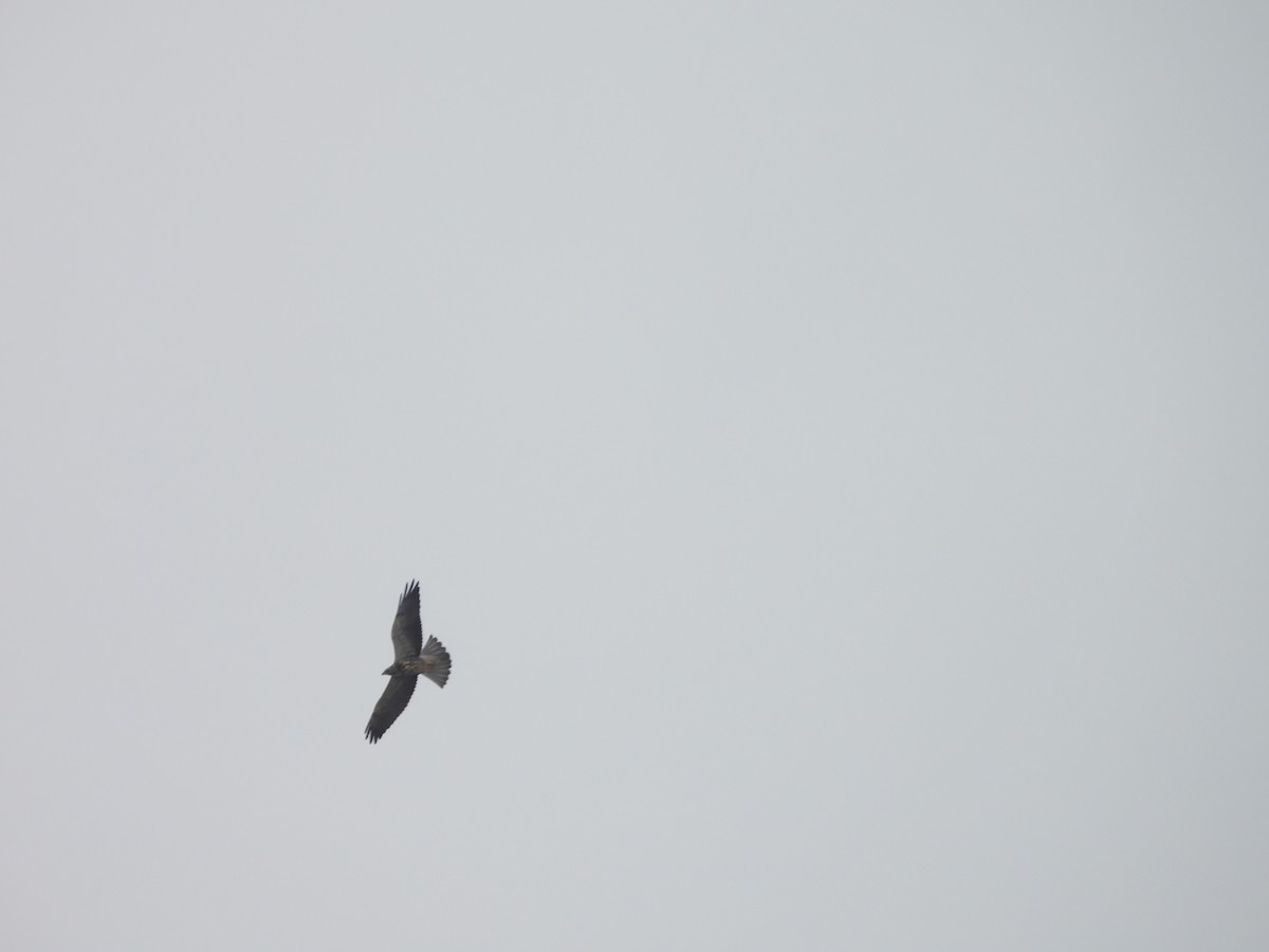 Swainson's Hawk - ML642397654