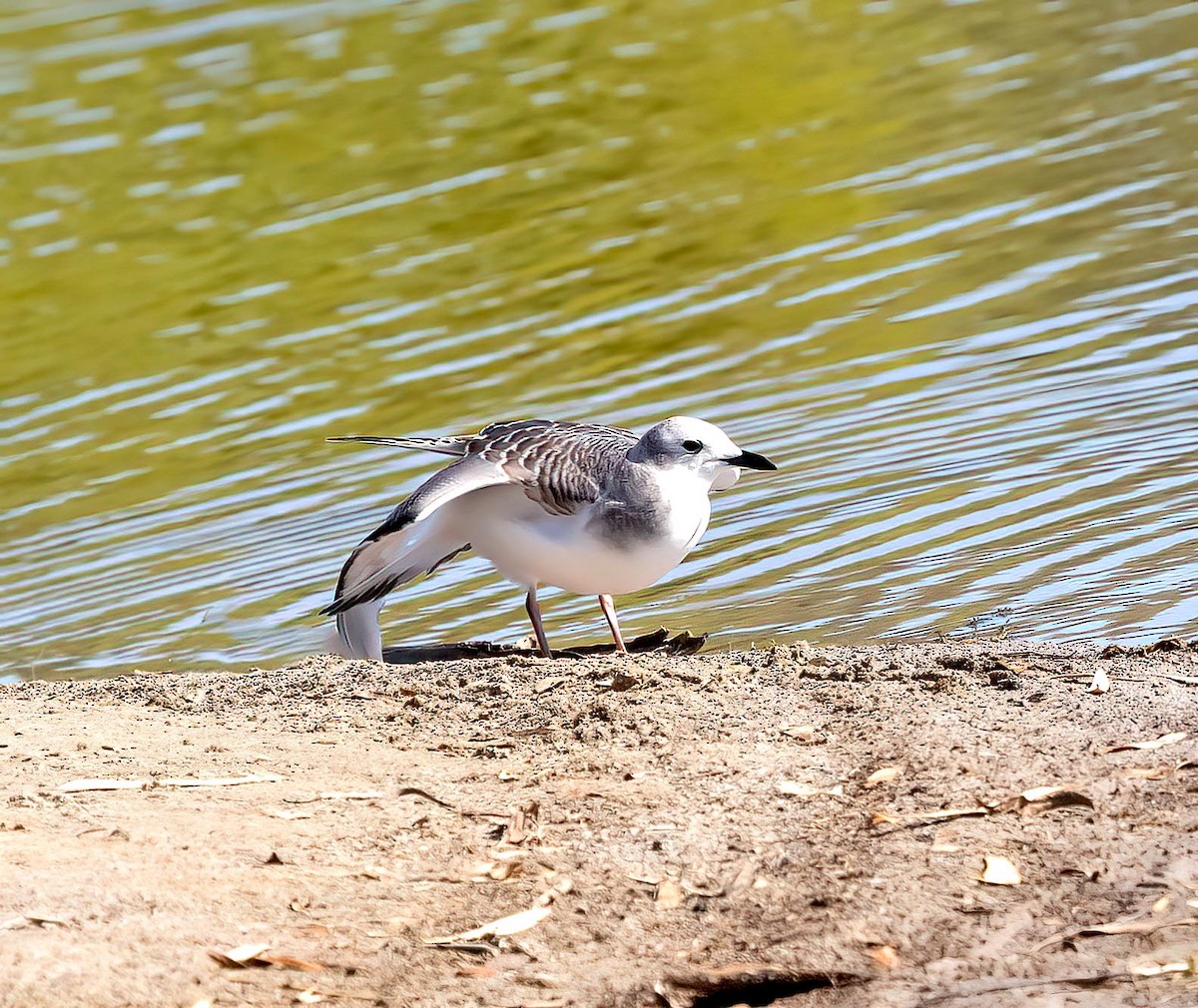 Gaviota de Sabine - ML642397666