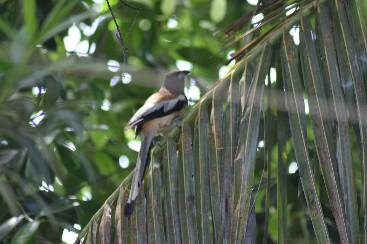 Rufous Treepie - ML642397676