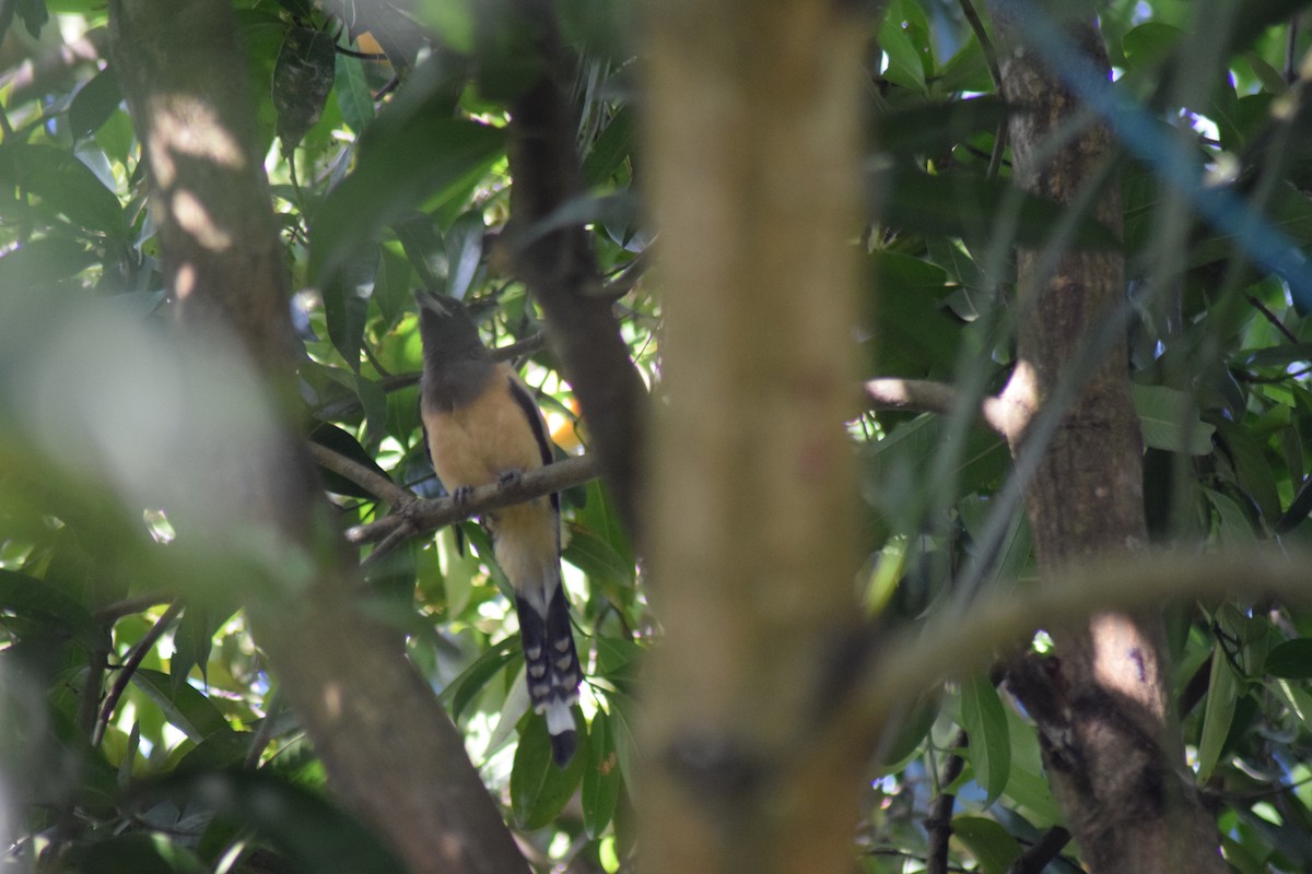 Rufous Treepie - ML642397677