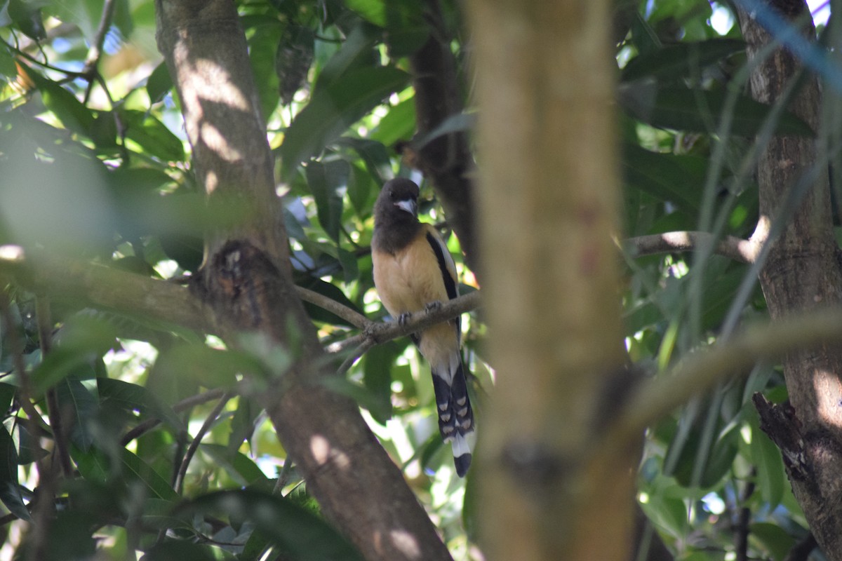 Rufous Treepie - ML642397678