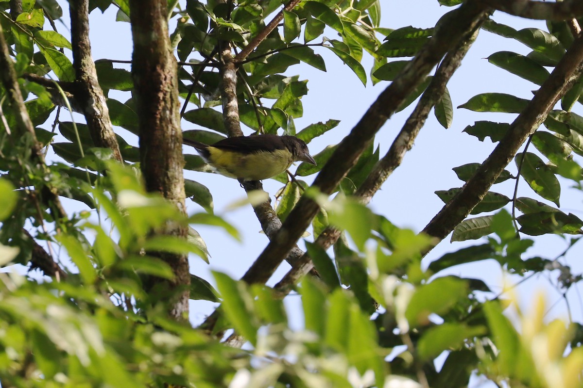 Flame-rumped Tanager - ML642397688