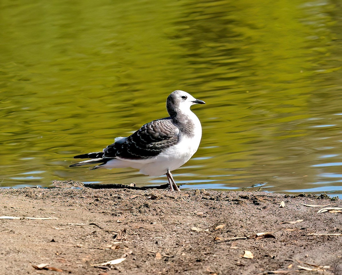 Gaviota de Sabine - ML642397701