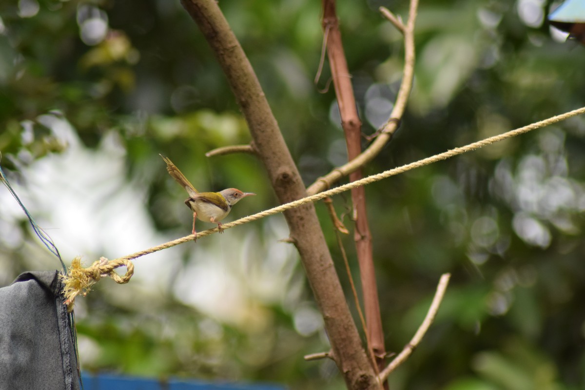 Common Tailorbird - ML642397709